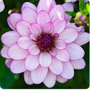 Meet your Posher, Kat